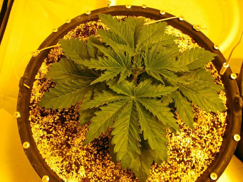 post-17704-0-63048400-1418559658_thumb.jpg