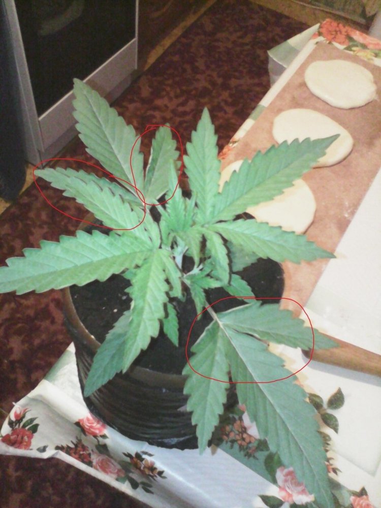 post-33421-0-09622700-1449587021_thumb.jpg