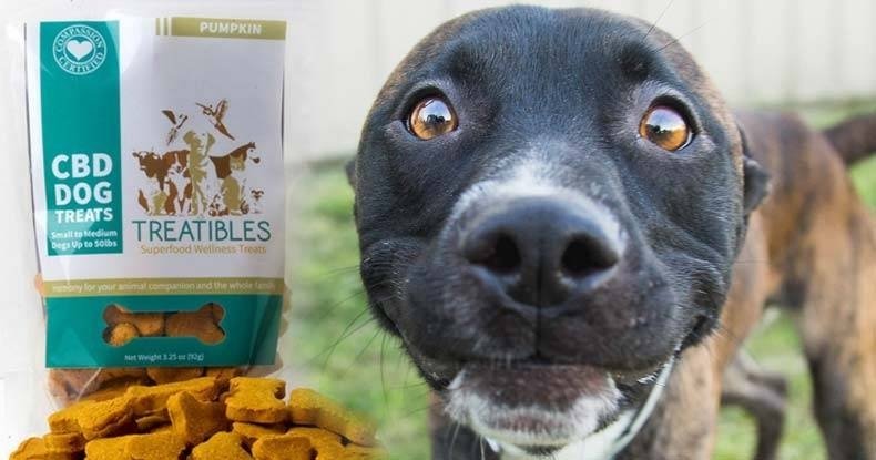 treating-dogs.jpg