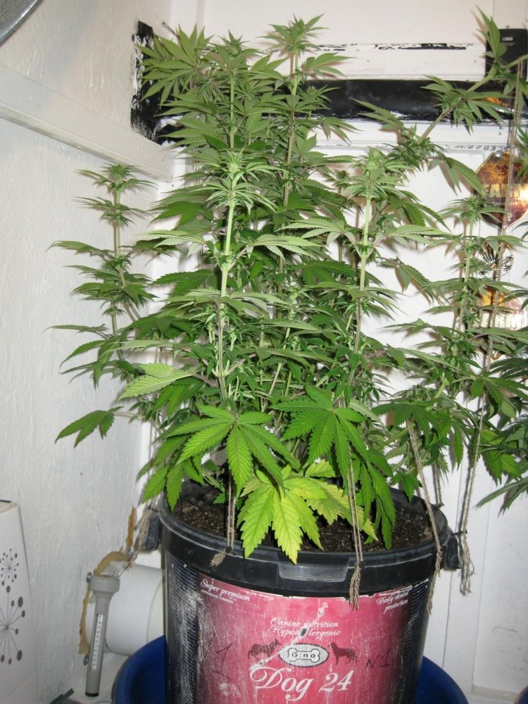 post-20684-0-92926400-1481276736_thumb.jpg