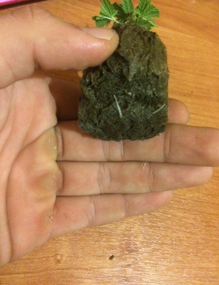 post-34589-0-55785100-1482249937_thumb.jpeg