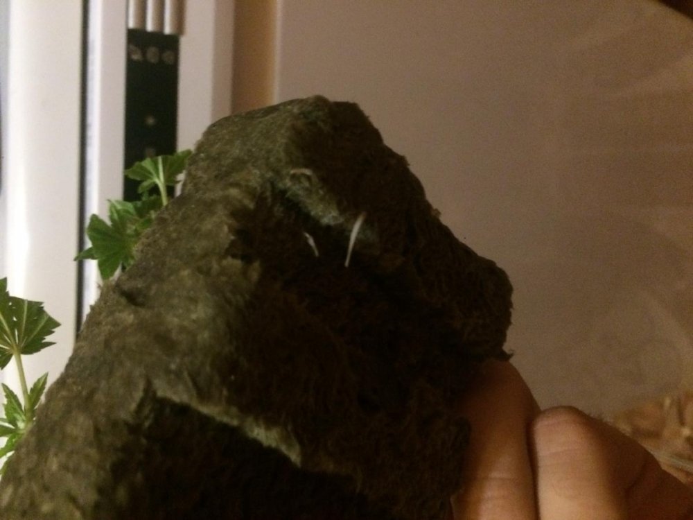 post-34589-0-58840600-1482249714_thumb.jpeg