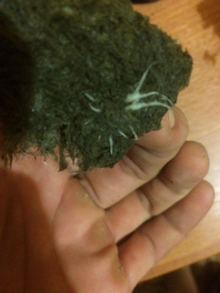 post-34589-0-95706600-1482249891_thumb.jpeg