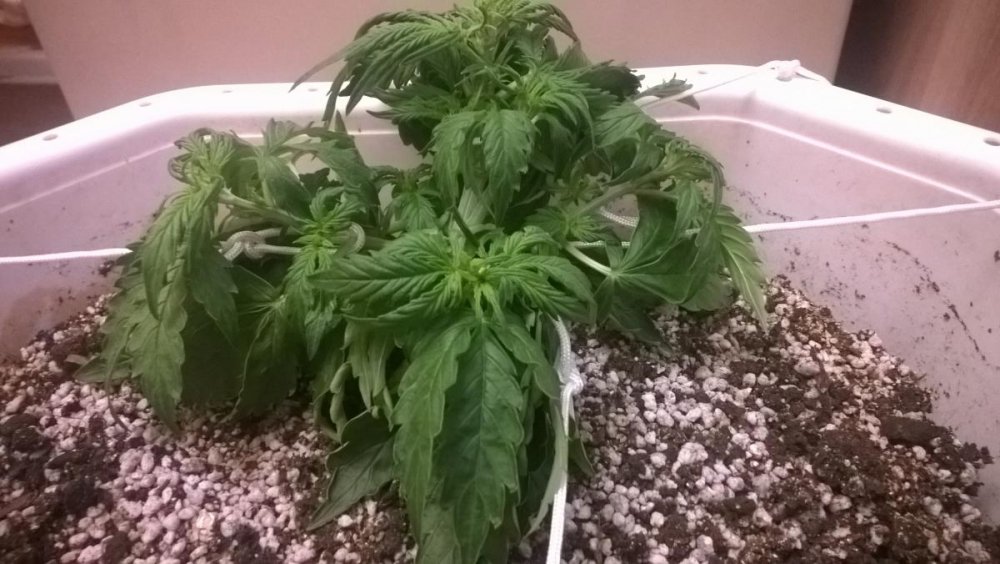 post-36900-0-83585300-1480593601_thumb.jpg