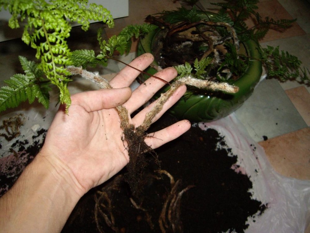 post-39258-0-08256300-1482520147_thumb.jpg