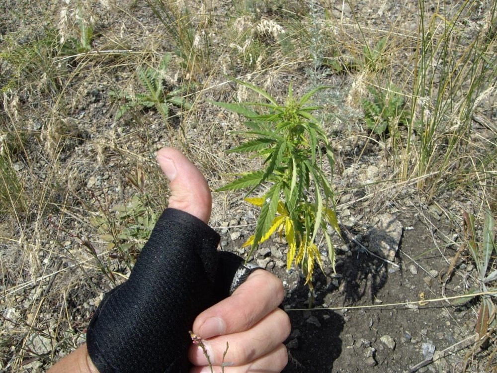 post-39258-0-17645400-1481927216_thumb.jpg