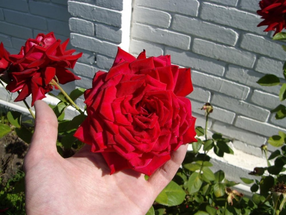 post-39258-0-28111700-1481927816_thumb.jpg