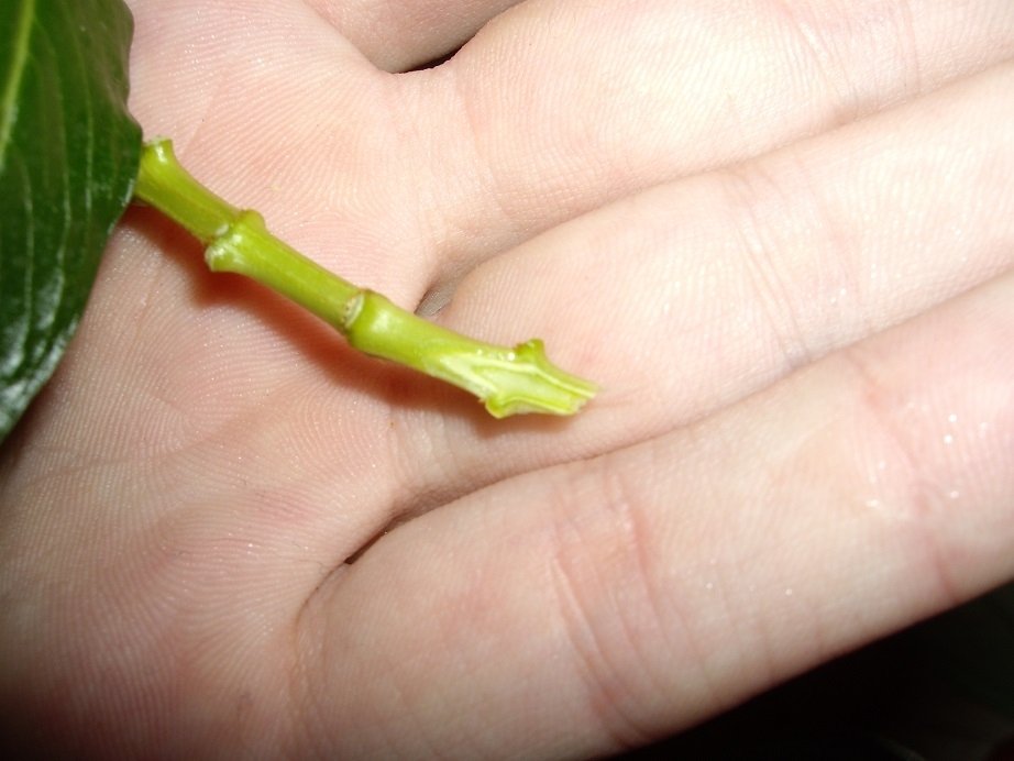 post-39258-0-82629500-1481280138_thumb.jpg