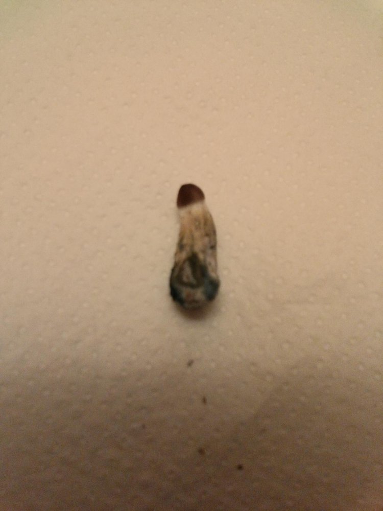 post-39296-0-21296200-1482432895_thumb.jpg