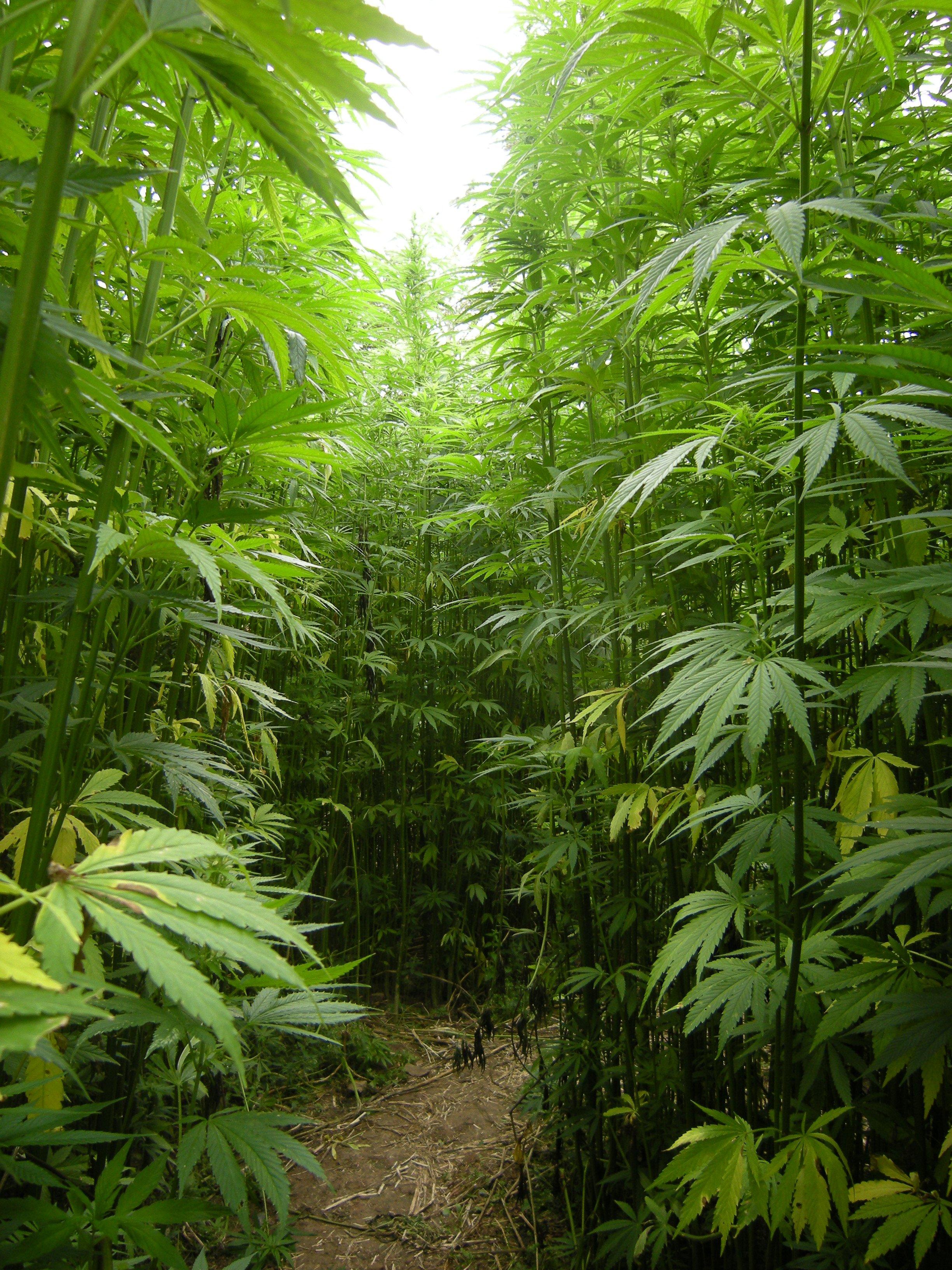 лес марихуаны