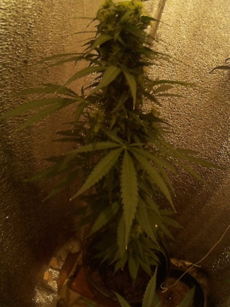 2016_0101_195338_010.thumb.JPG.09cf0dd530bc797c22b6d2fc928cefb0.JPG