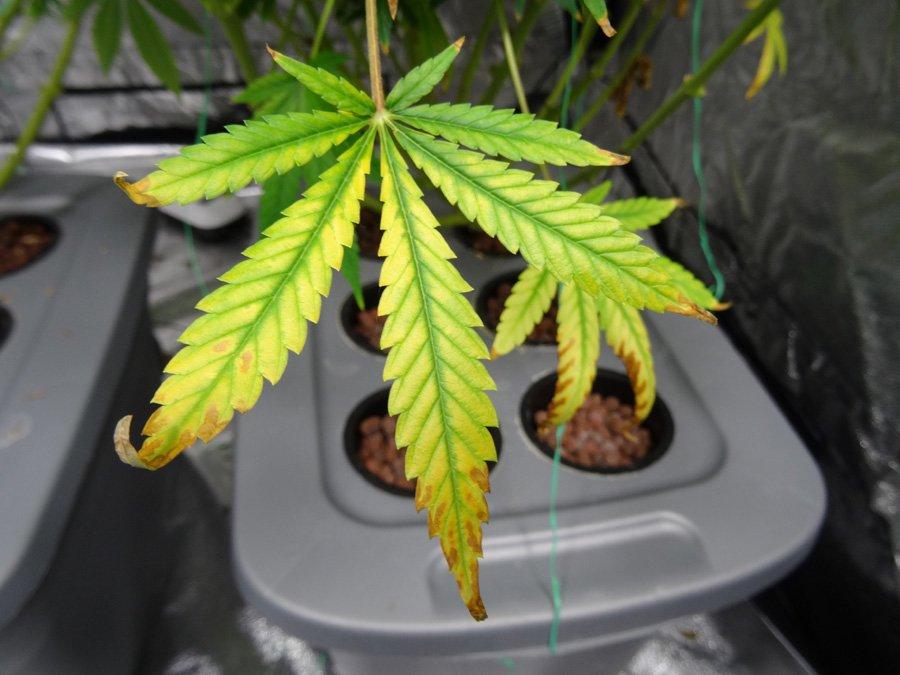 Как свет влияет на марихуану витамины для роста конопли
