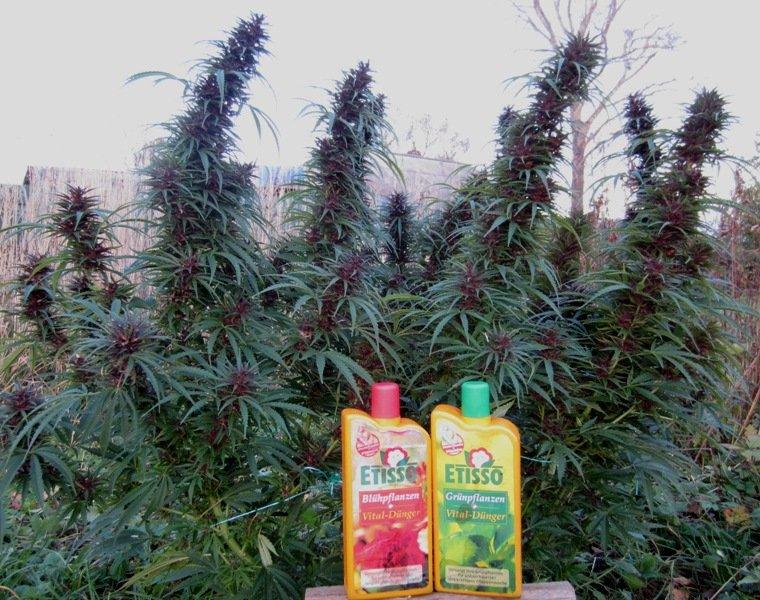 Конопля etisso для цветения марихуана вызывает зависимость