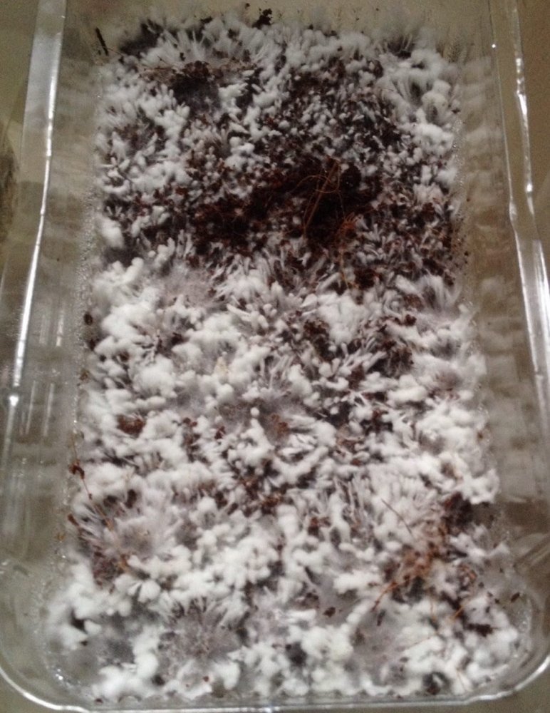4.thumb.jpg.9d30b4554417948b87767c4354633150.jpg