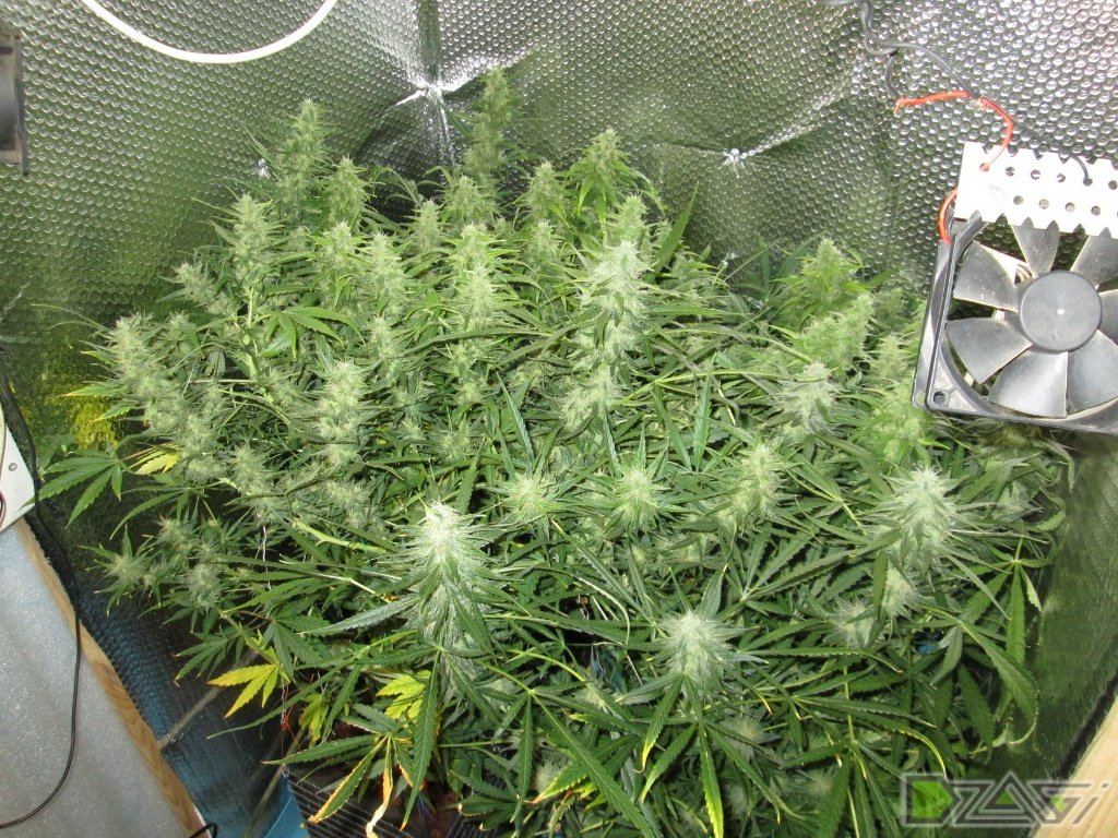 Белая вдова авто фем - Семена конопли - High-Stone Форум
