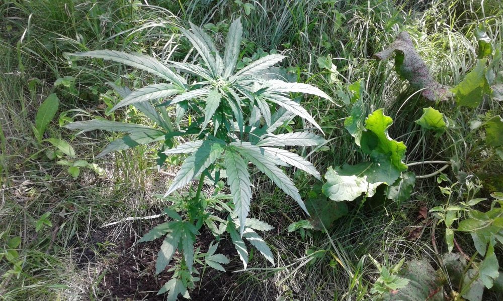Gorilla 1 auto fem.jpg