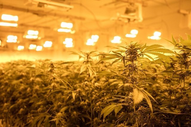 swiss cannabis 3.jpg