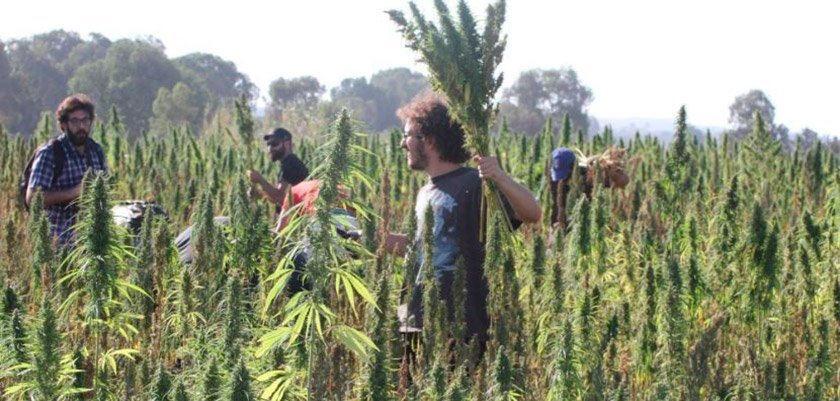 marijuana c.jpg