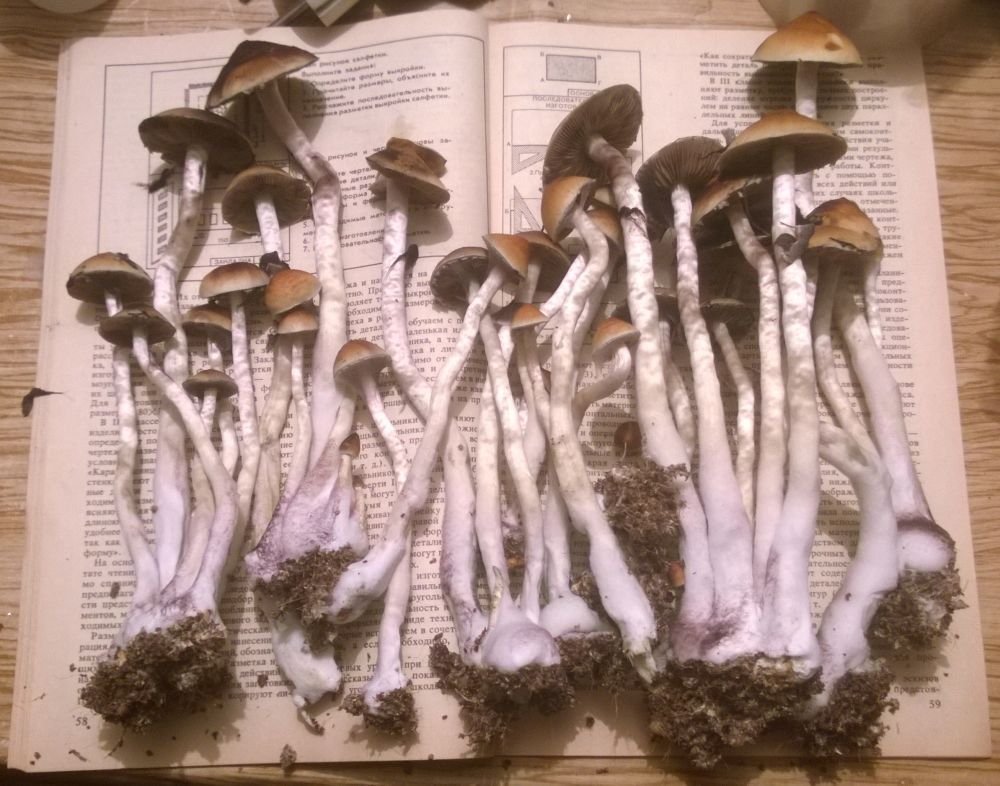 597f779565f3c_.thumb.jpg.85983dcd1bf83a6043b673e086756ac7.jpg