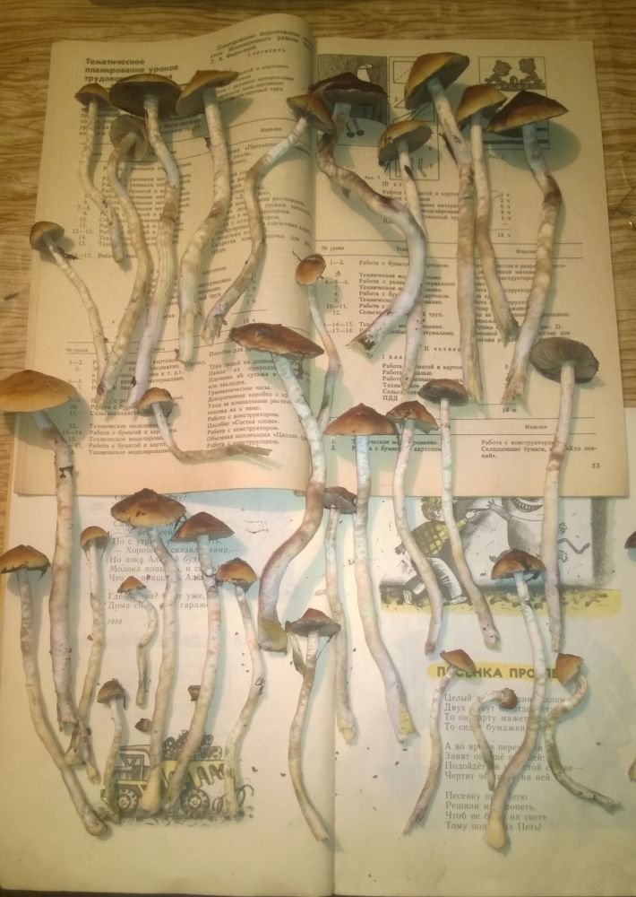597f779a566ea_.thumb.jpg.9a625224c3f385e4470700d6564f8d9d.jpg