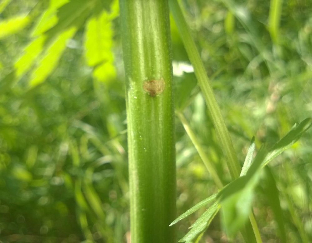 6.thumb.jpg.e3c0ab99318e492fdef599e49cd49853.jpg
