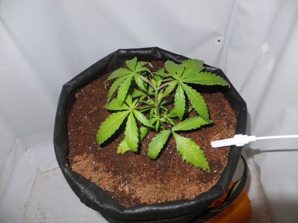 DSCF5078.jpg