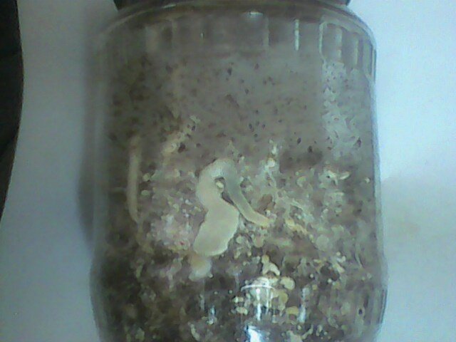 IMG0195A.thumb.jpg.9727499b72a401044db8c0b6cea8bc71.jpg
