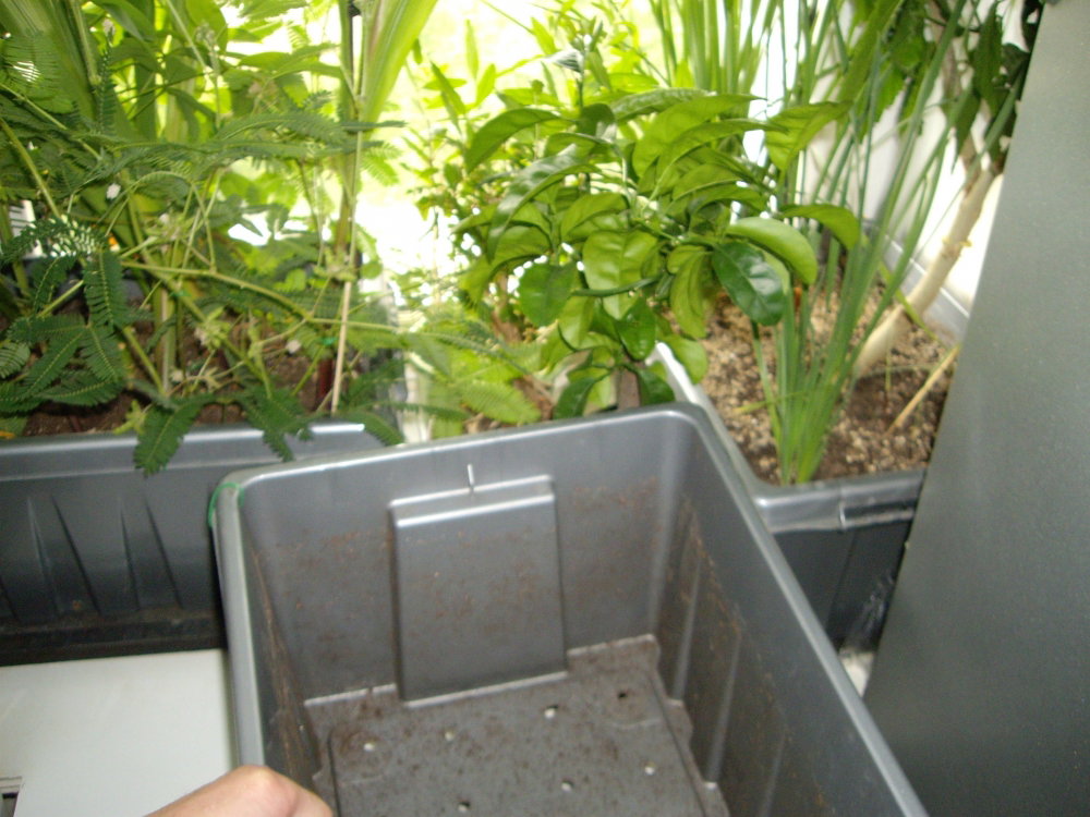 IMGP0137.thumb.JPG.e35f0c4e651b158a38136b384abc9498.JPG