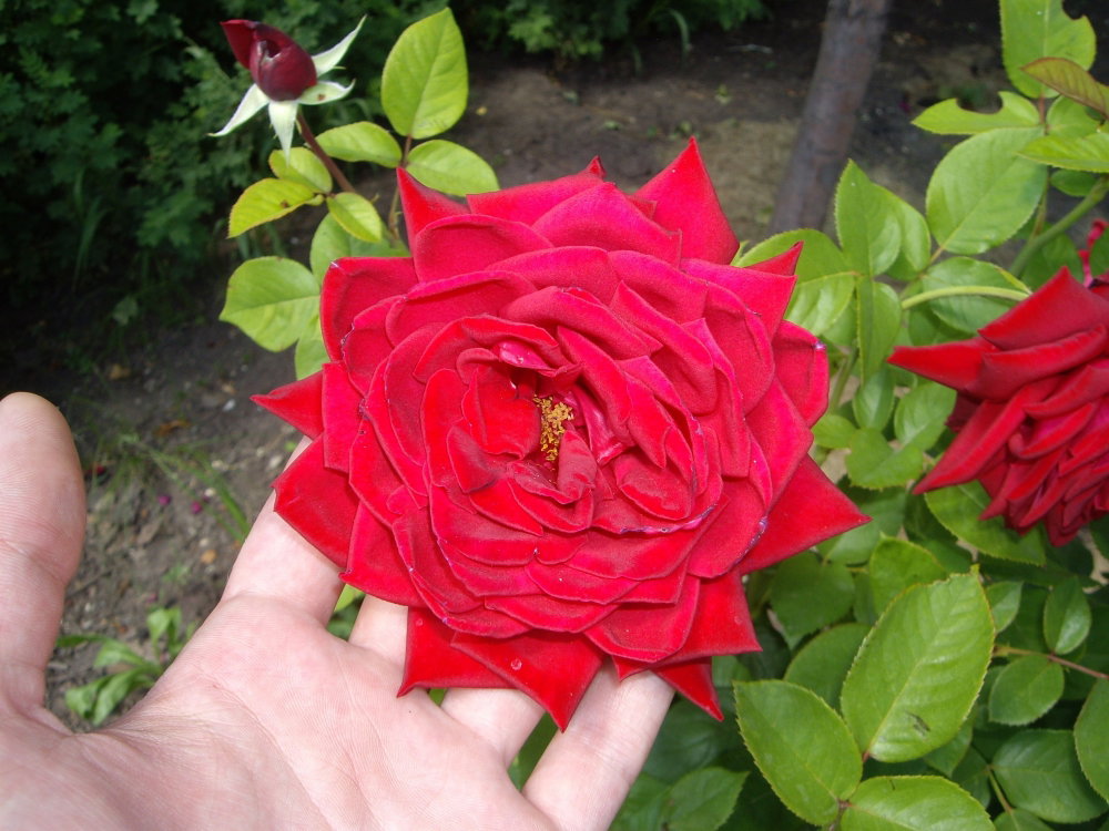 IMGP0177.thumb.JPG.c9f3ba800fac941d95714970d5f1be9c.JPG