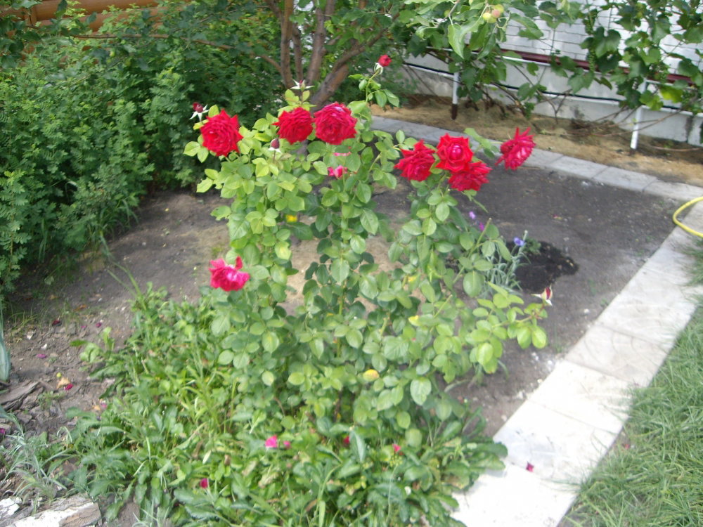 IMGP0178.thumb.JPG.74bed1c3f257f2d150c644ee7ebe9107.JPG