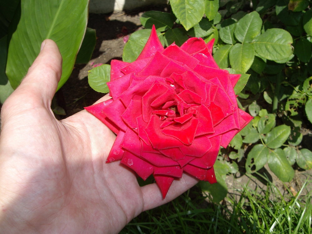 IMGP0190.thumb.JPG.e502988f5027335b949589acbd8066a8.JPG