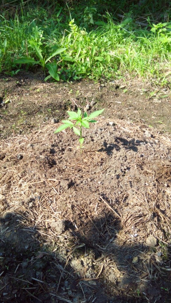 IMG_20170728_171058.jpg