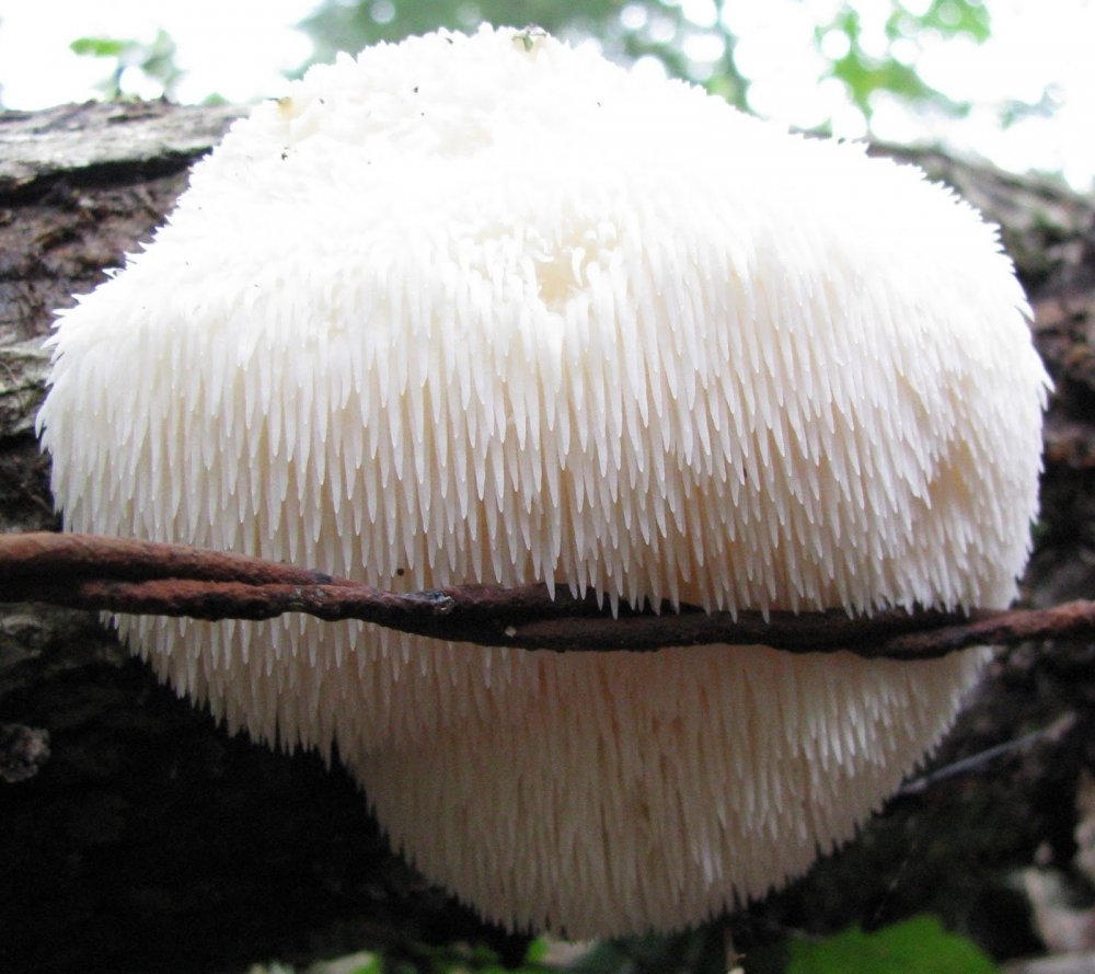 Lions-Mane-Mushroom.thumb.jpg.c4a12dd8bbfa1e169a058092f4f06234.jpg