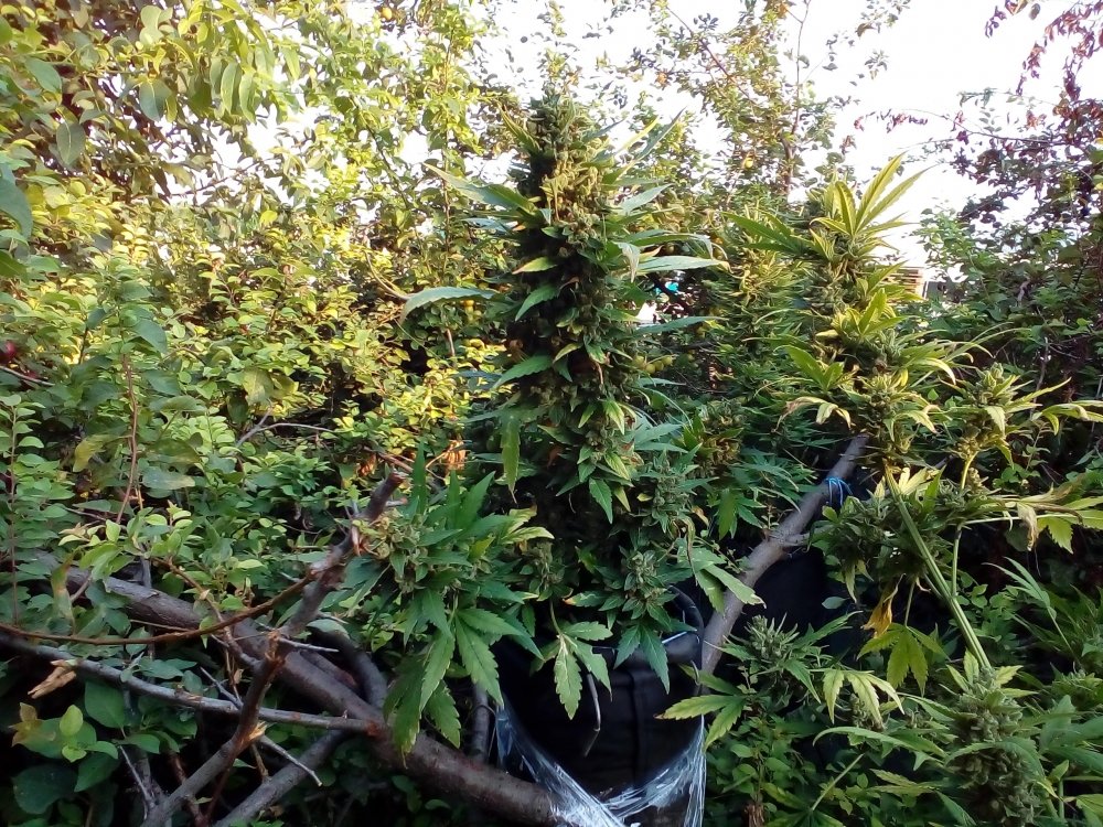 P_20170724_182829.jpg