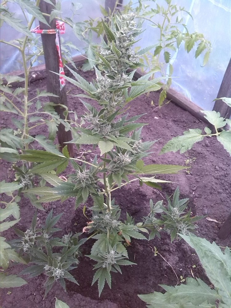 blog-0591287001403280278.jpg