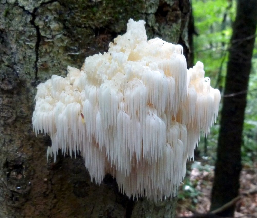 lions-mane.thumb.jpg.4c6a910eca046f99e64ae857f35d9737.jpg