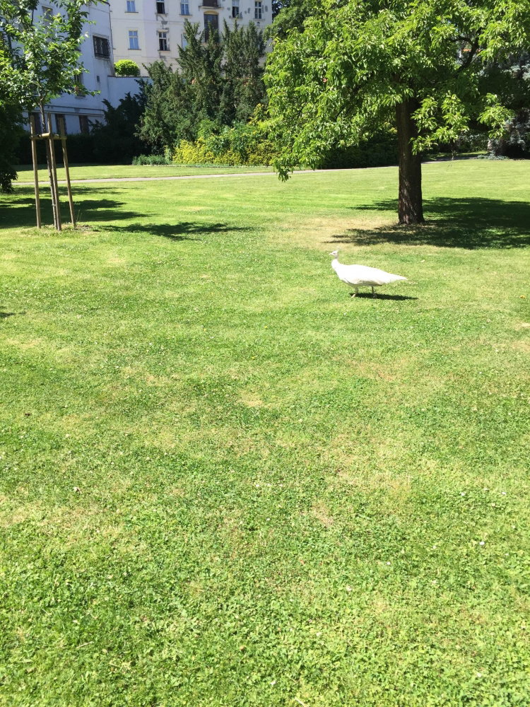 park.JPG