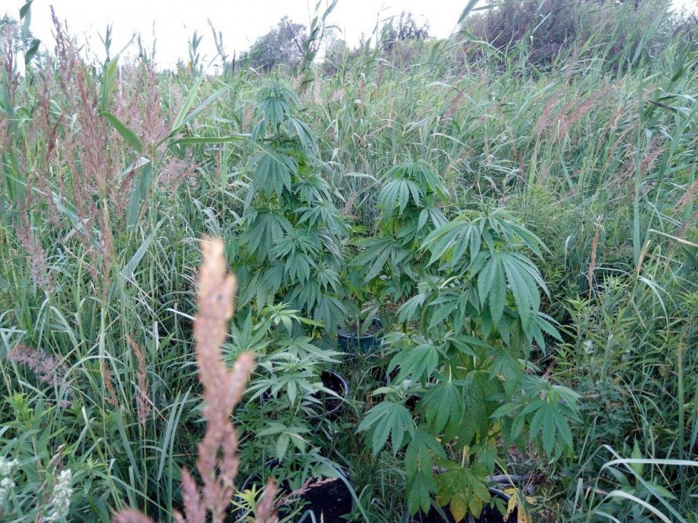 photo_2017-07-22_22-18-18.thumb.jpg.45c2301519c796c85e5edfa3e4d0c697.jpg
