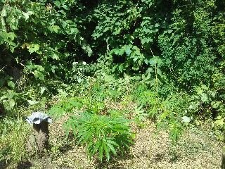 tmp-cam-905966145.jpg.c3c6dfd58dab2cdf8d05a34682781795.jpg