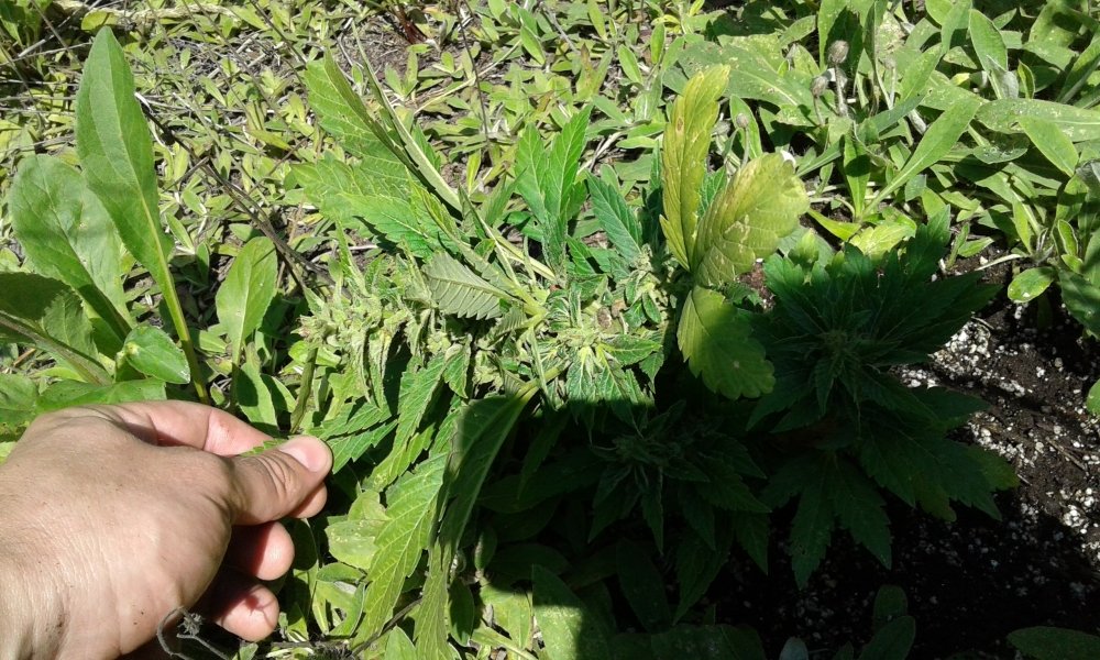 20170719_113512.jpg