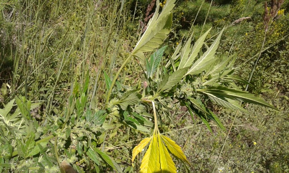 20170719_115402.jpg