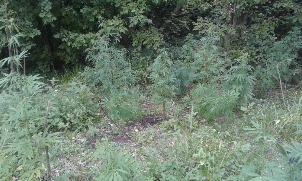 20170803_194137.jpg