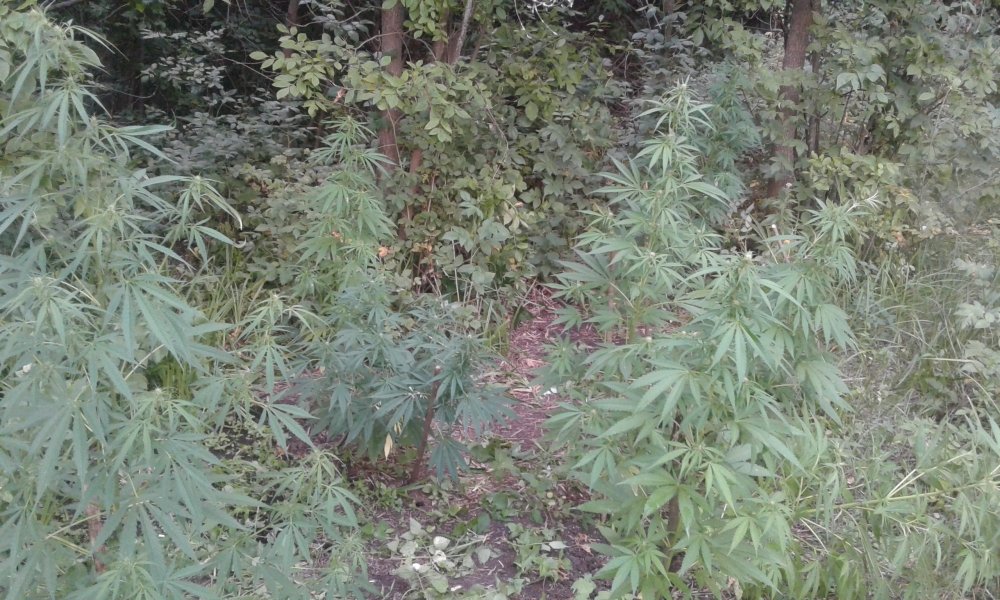 20170803_194148.jpg