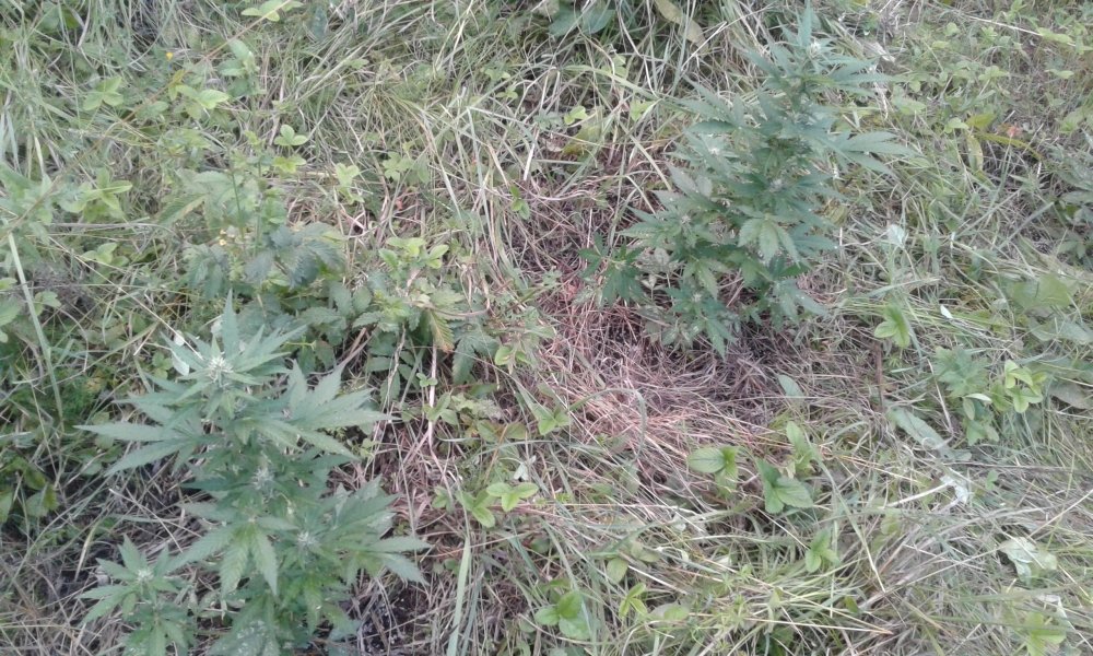 20170803_195702.jpg
