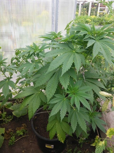 20170811_123728.jpg