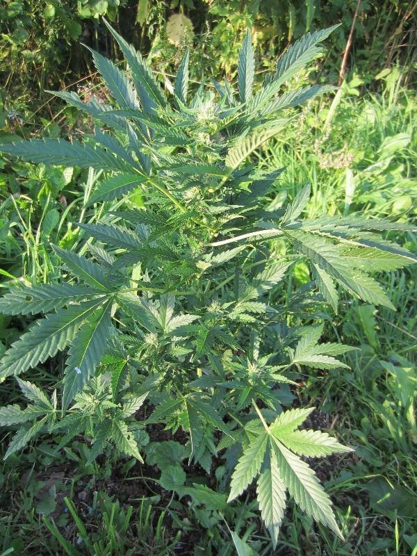 3.thumb.JPG.dd01f737a35fd3822018ecdd234102ae.JPG