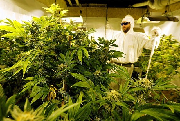 marijuana plant.jpg