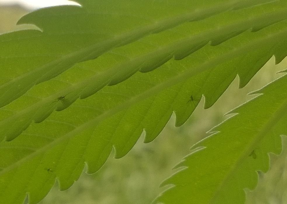 6.thumb.jpg.f46521f74796e518b10003370f11166d.jpg