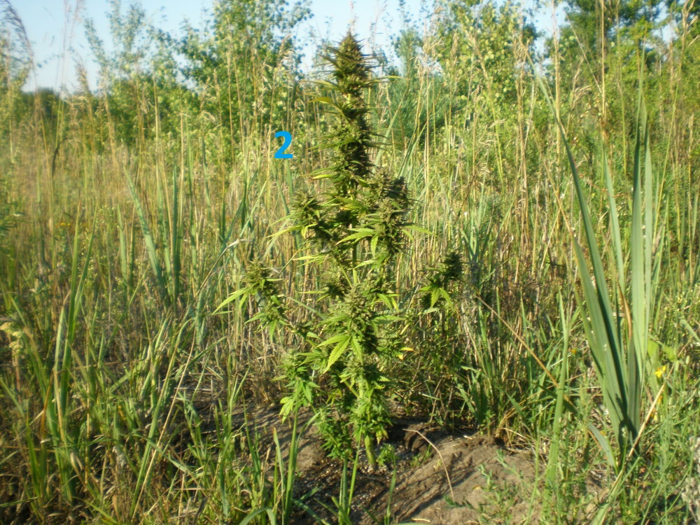 CC78.JPG