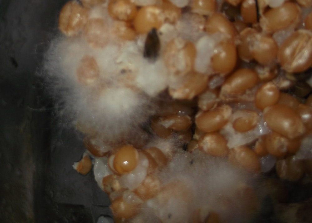 DSCF1619.JPG